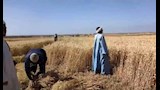 توريد القمح للشون والصوامع بالفيوم 3