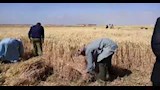 منذ بداية الموسم.. توريد 39 ألف طن قمح محلي في الفيوم