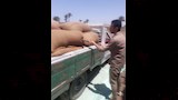 توريد أكثر من 223 ألف طن قمح داخل مواقع التخزين ببني سويف (4)