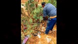 تقليم الأشجار
