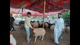 الخراف