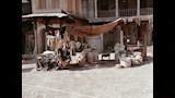 في فيلم أسد