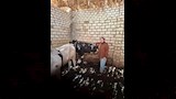 آية وسط العجول