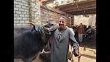 المعلم هلال وسط العجول في المعلف