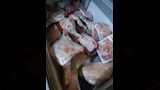 ضبط 6 أطنان لحوم وهياكل دواجن فاسدة  (2)