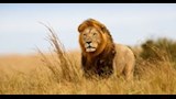 الشمبانزي والأسود والدببة.. لماذا تأكل بعض الحيوانات أبناءها؟ (صور)