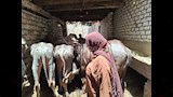 حكاية طالبة جامعية تحترف الجزارة وتربية العجول في سوهاج (9)