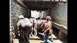 حكاية طالبة جامعية تحترف الجزارة وتربية العجول في سوهاج (7)