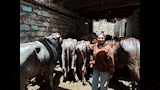 حكاية طالبة جامعية تحترف الجزارة وتربية العجول في سوهاج (5)