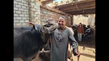 حكاية طالبة جامعية تحترف الجزارة وتربية العجول في سوهاج (2)_1