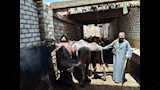 حكاية طالبة جامعية تحترف الجزارة وتربية العجول في سوهاج (1)_1