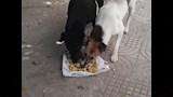 إطعام كلاب الشوارع (3)