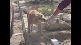 إطعام كلاب الشوارع (4)