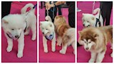بالصور| حضور العرض الخاص لـ فيلم 7Dogs يلتقطون الصور مع كلبين على السجادة الوردي