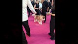 كلبان على السجادة الوردي لـ فيلم 7Dogs  (2)