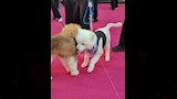 كلبان على السجادة الوردي لـ فيلم 7Dogs  (3)