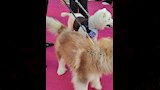 كلبان على السجادة الوردي لـ فيلم 7Dogs  (6)