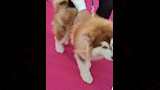 كلبان على السجادة الوردي لـ فيلم 7Dogs  (8)