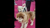 كلبان على السجادة الوردي لـ فيلم 7Dogs  (5)