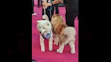 كلبان على السجادة الوردي لـ فيلم 7Dogs  (4)