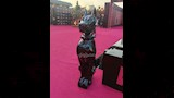 العرض الخاص لـ فيلم 7Dogs قبل طرحه في السينما  (7)