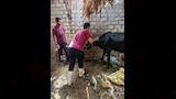 تحصين أكثر من 47 ألف رأس ماشية خلال 4 أسابيع ضمن الحملة القومية ضد الحمى القلاعية والوادي المتصدع (1)