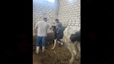 تحصين أكثر من 47 ألف رأس ماشية خلال 4 أسابيع ضمن الحملة القومية ضد الحمى القلاعية والوادي المتصدع (4)