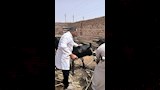 تحصين أكثر من 47 ألف رأس ماشية خلال 4 أسابيع ضمن الحملة القومية ضد الحمى القلاعية والوادي المتصدع (11)
