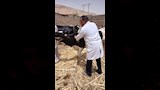 تحصين أكثر من 47 ألف رأس ماشية خلال 4 أسابيع ضمن الحملة القومية ضد الحمى القلاعية والوادي المتصدع (16)