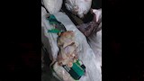 ضبط 2.5 طن دواجن وكبدة فاسدة خلال حملة تموينية بديروط (6)