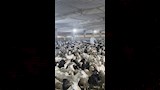 بعثة مصر تبدأ الإشراف على الأضاحي بالسعودية (5)