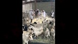 بعثة مصر تبدأ الإشراف على الأضاحي بالسعودية (11)
