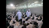 بعثة مصر تبدأ الإشراف على الأضاحي بالسعودية (2)