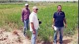 محافظة سوهاج تنفي زراعة خضروات بمياه الصرف الصحي 