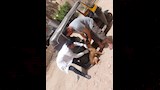 تحصين الكلاب الضالة ضد السعار فى الدقهلية (4)