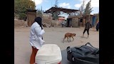 تحصين الكلاب
