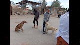 أثناء تحصين الكلاب