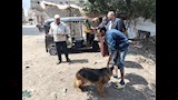 شلاتر وتحصينات.. خطة عاجلة للسيطرة على الكلاب الضالة بكفر الشيخ (صور)