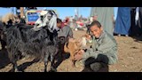 اسواق الاغنام والخراف باسيوط  (3)