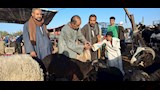 اسواق الاغنام والخراف باسيوط  (29)
