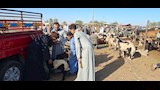 اسواق الاغنام والخراف باسيوط  (26)