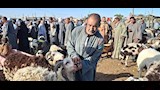 اسواق الاغنام والخراف باسيوط  (23)