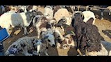 اسواق الاغنام والخراف باسيوط  (20)