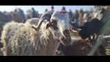 اسواق الاغنام والخراف باسيوط  (13)