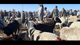 اسواق الاغنام والخراف باسيوط  (11)