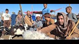 اسواق الاغنام والخراف باسيوط  (1)