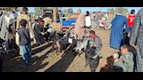 اسواق الاغنام والخراف باسيوط  (5)