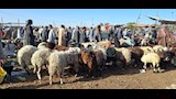 اسواق الاغنام والخراف باسيوط  (9)