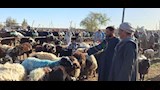اسواق الاغنام والخراف باسيوط  (7)