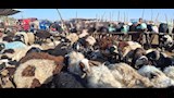 اسواق الاغنام والخراف باسيوط  (6)